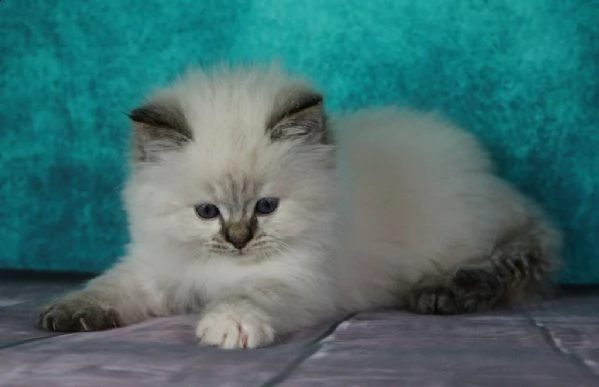 gattini siberiani neva ipoallergenici con pedigree | Foto 1