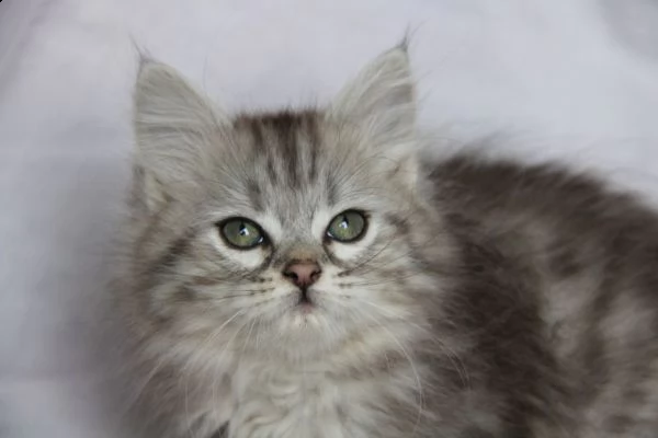 gattini siberiani neva ipoallergenici con pedigree | Foto 0