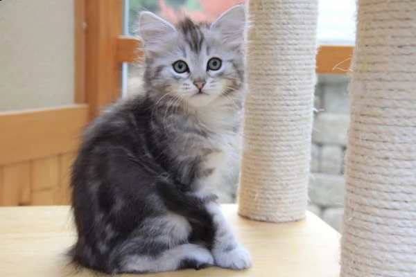 gattini siberiani neva ipoallergenici con pedigree