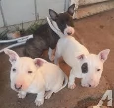 adorabili cuccioli di bull terrier con pedigree