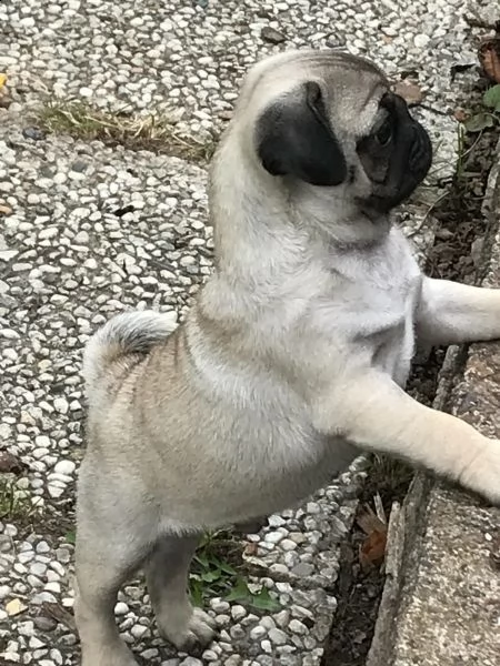 carlino maschio orsacchiotto