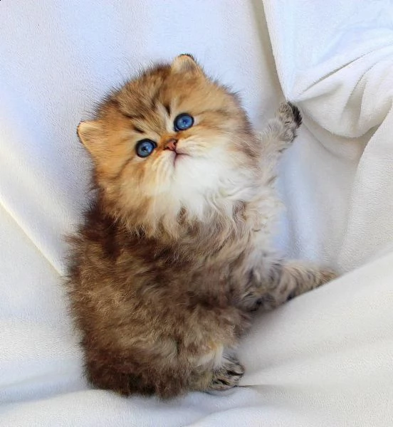 cuccioli mici persiani disponibili | Foto 3