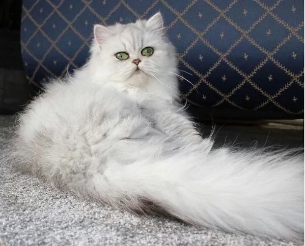 cuccioli mici persiani disponibili | Foto 2