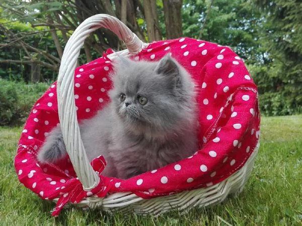 cuccioli mici persiani disponibili