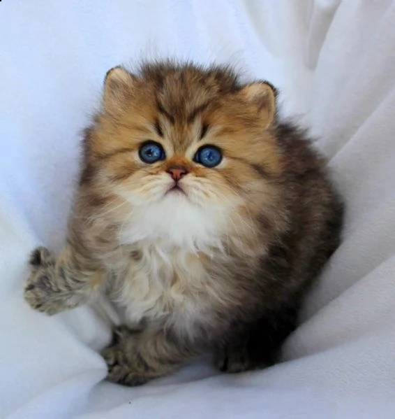 cuccioli mici persiani disponibili | Foto 1