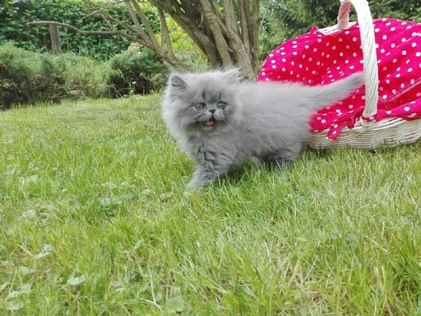 cuccioli mici persiani disponibili | Foto 0