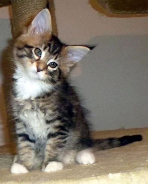 splendidi cuccioli di maine coon | Foto 4