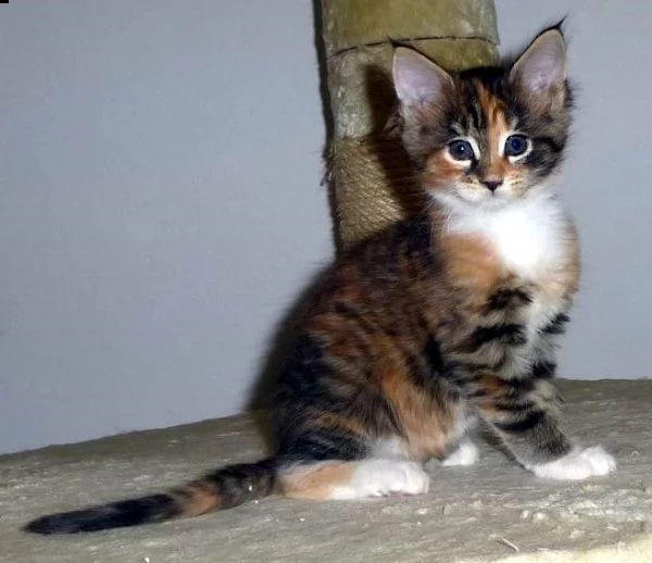 splendidi cuccioli di maine coon | Foto 3