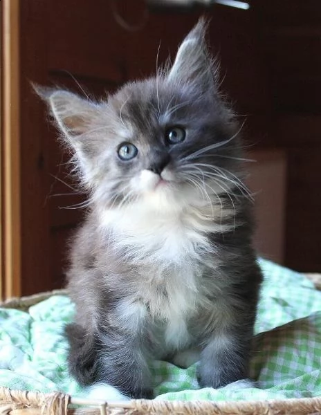 splendidi cuccioli di maine coon | Foto 2