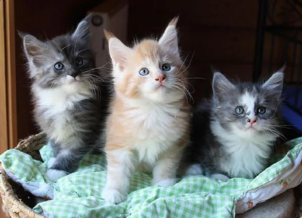 splendidi cuccioli di maine coon | Foto 1