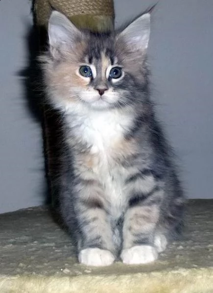 splendidi cuccioli di maine coon | Foto 0