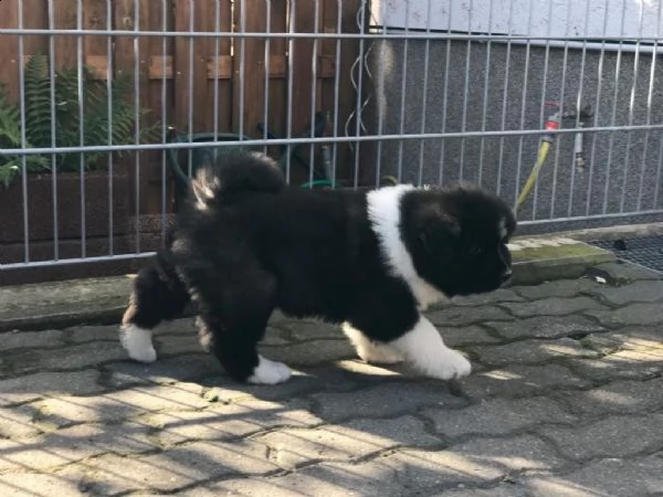 cuccioli akita inu