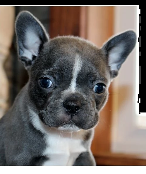 bouledogue francese blu e white blu | Foto 3