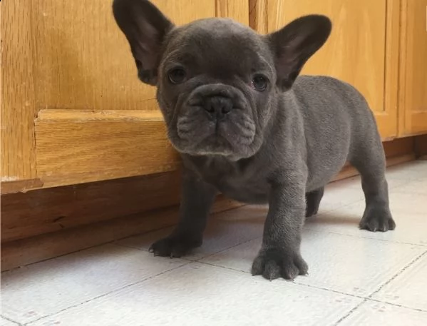 bouledogue francese blu e white blu | Foto 2