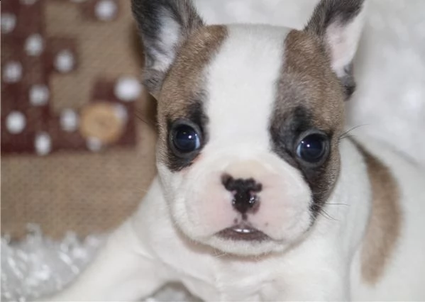 bouledogue francese blu e white blu | Foto 1