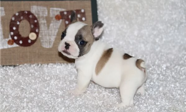 bouledogue francese blu e white blu | Foto 0
