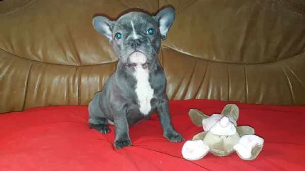 bouledogue francese blu e white blu