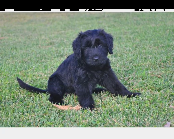 cucciola di schnauzer gigante  | Foto 0