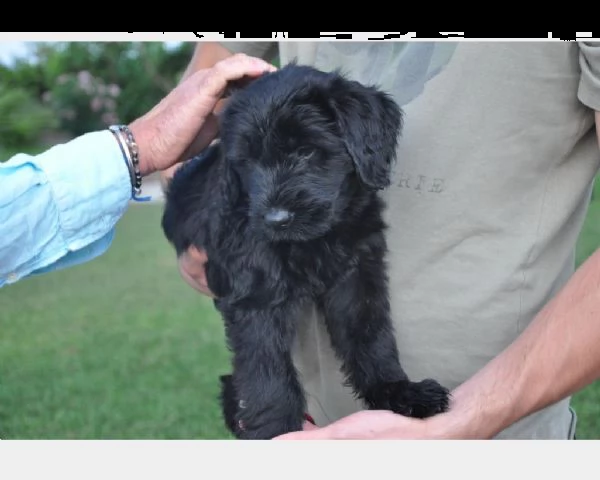 cucciola di schnauzer gigante 