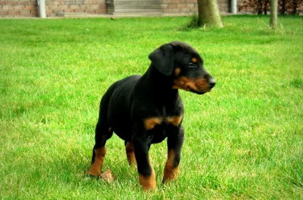 cuccioli di dobermann di altissima genealogia
