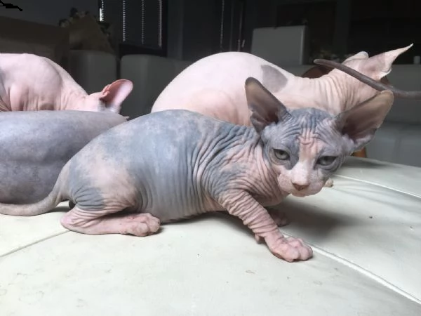 gattini di canadian sphynx