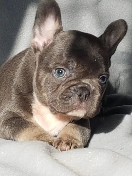 cuccioli bulldog francese