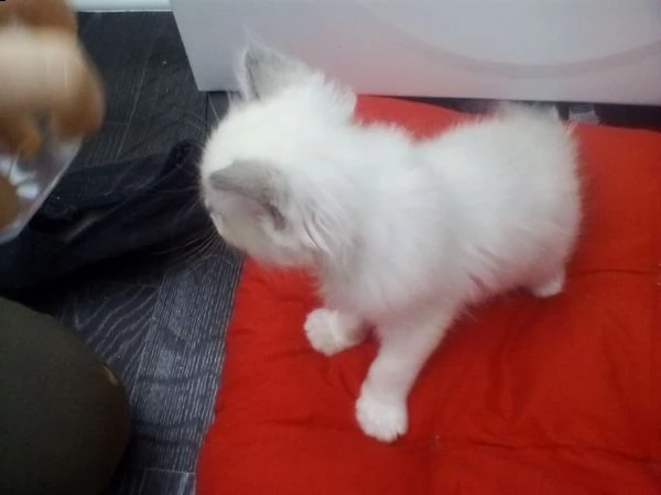 ragdoll di 60 giorni | Foto 3