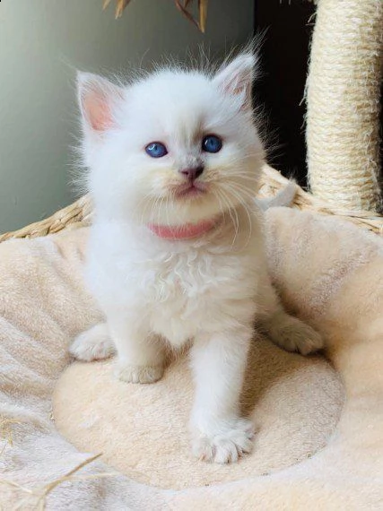 ragdoll di 60 giorni | Foto 1