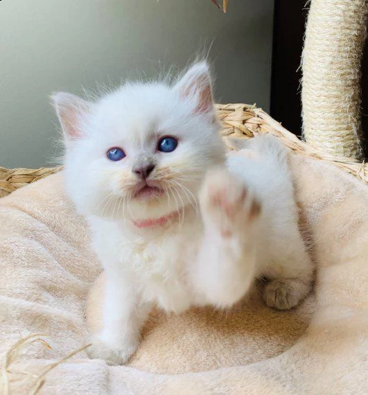 ragdoll di 60 giorni