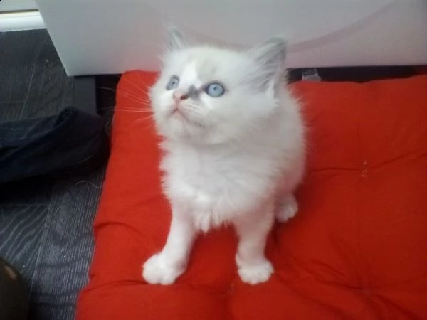 ragdoll di 60 giorni | Foto 0