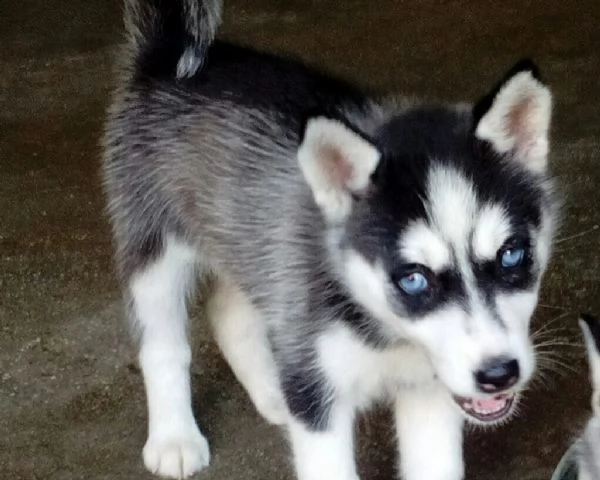 cuccioli di siberian husky