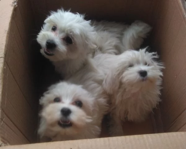 maltese toy cuccioli | Foto 0