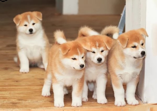 cuccioli di akita inu disponibili