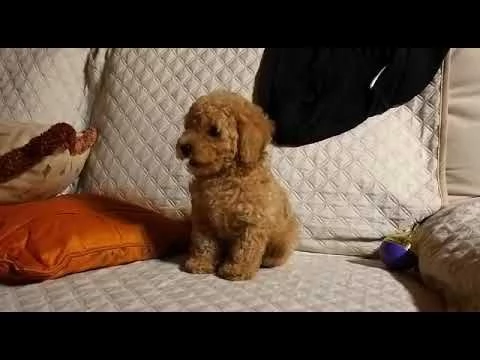 simpatici cuccioli barboncino nano con pedigree disponibili.