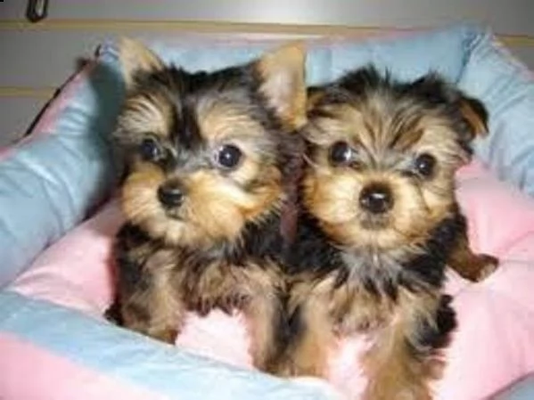 splendidi cuccioli yorkie akc registrati per la tua casa.