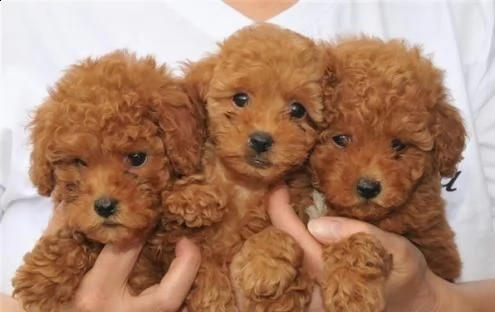  cuccioli di barboncino toy >>>