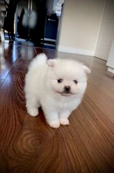  spitz tedesco nano o pomerania 