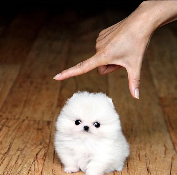  spitz di pomerania toy, meravigliosi, maschi e femmine, vaccinati 