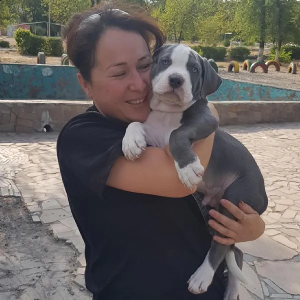disponibili da subito cucciola pitbull ukc 