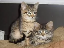 simpatici gattini del bengala akc registrati con il pedigree per la tua casa.