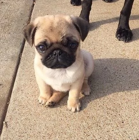 adorabili cuccioli di carlino akc registrati con il pedigree 