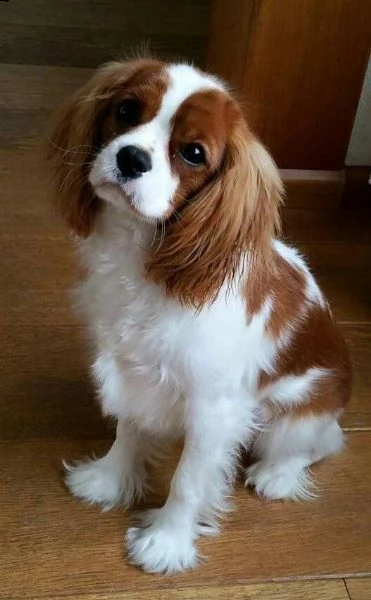 adorabili cuccioli di cavalier king charles akc registrati con il pedigree per la tua casa.