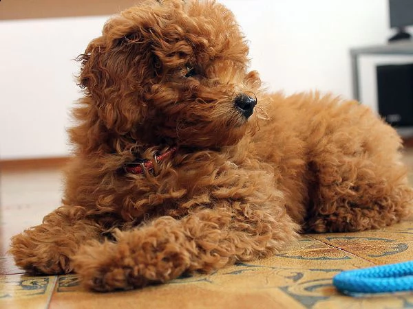 incantevoli cuccioli di barboncino nano disponibili con buoni registri di salute.