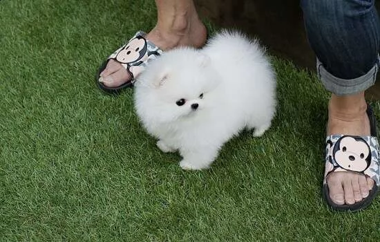 adorabili cuccioli di pomerania volpino con cartelle cliniche pulite.