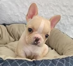 adorabili cuccioli di bulldog francese con cartelle cliniche pulite.