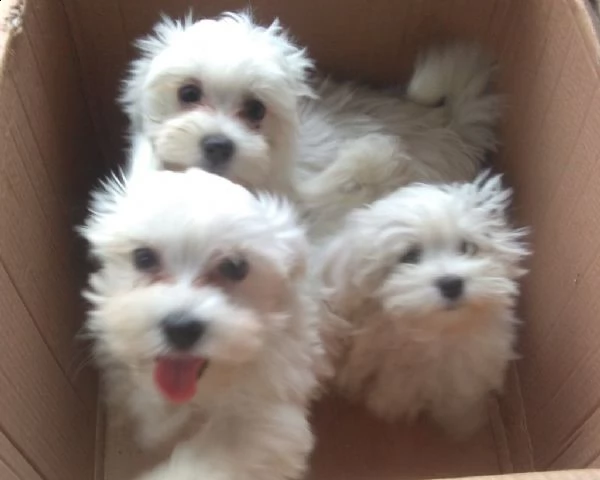 maltese toy cuccioli