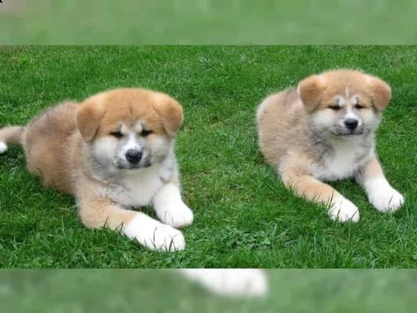 regalo akita splendidi cuccioli..