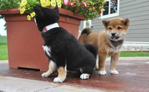 regalo cuccioli di shiba inu