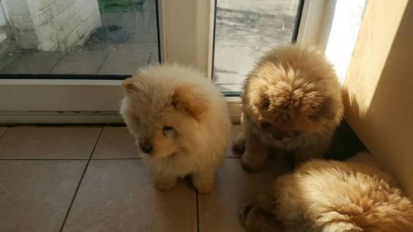  adorabili cuccioli di chow chow in regalo