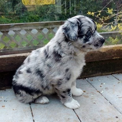  regalo adorabili cuccioli pastore australiano